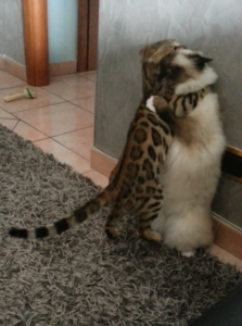 nakuru cattery allevamento gatti bengal e sacro di birmania
