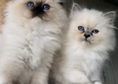 CUCCIOLI SACRO DI BIRMANIA