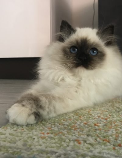 Doroty nakuru cattery allevamento gatti sacro di birmania