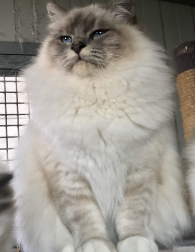 nakuru cattery ethan romainblu allevamento gatti sacro di birmania