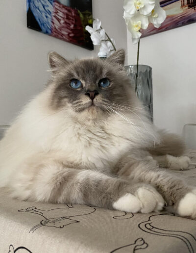 allevamento gatti sacro di birmania gatto birmano nakuru
