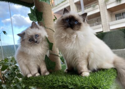 allevamento gatti sacro di birmania gatto birmano nakuru