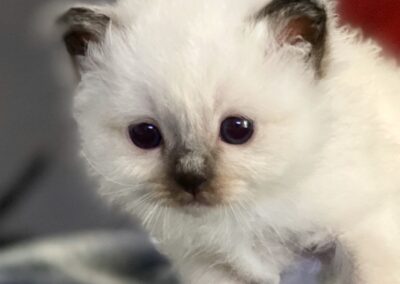 allevamento gatti sacro di birmania gatto birmano nakuru