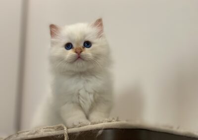 allevamento gatti sacro di birmania gatto birmano nakuru