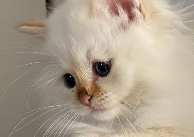 allevamento gatti sacro di birmania gatto birmano nakuru