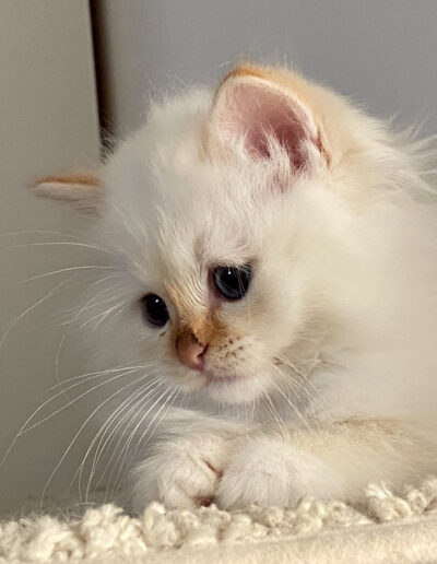 allevamento gatti sacro di birmania gatto birmano nakuru