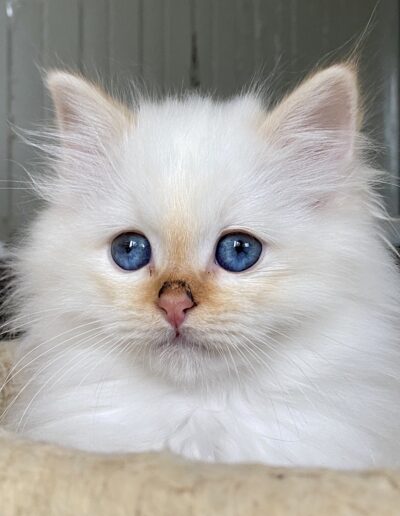 allevamento gatti sacro di birmania gatto birmano nakuru