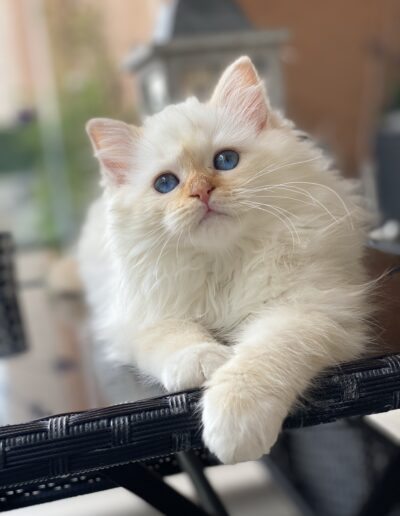 allevamento gatti sacro di birmania gatto birmano nakuru