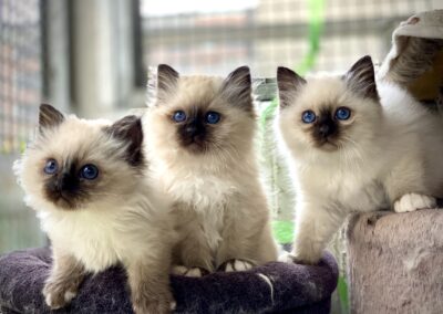 allevamento gatti sacro di birmania gatto birmano nakuru