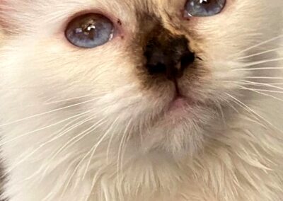 allevamento gatti sacro di birmania gatto birmano nakuru