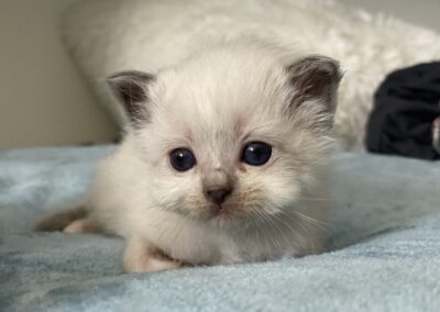 allevamento gatti sacro di birmania gatto birmano nakuru