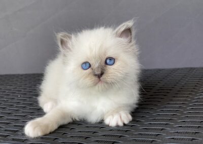 allevamento gatti sacro di birmania gatto birmano nakuru