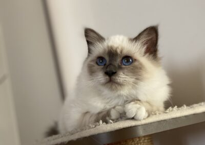 allevamento gatti sacro di birmania gatto birmano nakuru