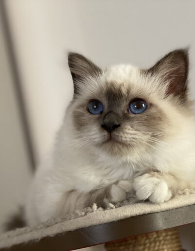 allevamento gatti sacro di birmania gatto birmano nakuru