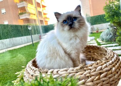 allevamento gatti sacro di birmania gatto birmano nakuru