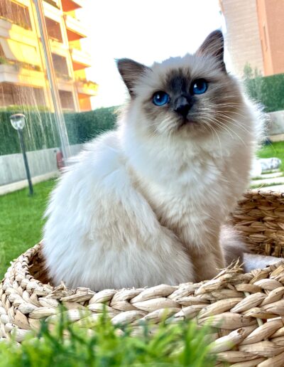 allevamento gatti sacro di birmania gatto birmano nakuru