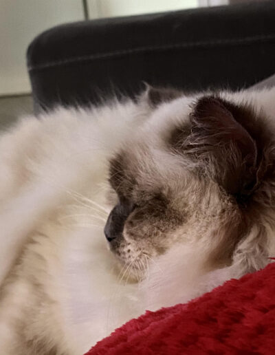 allevamento gatti sacro di birmania gatto birmano nakuru