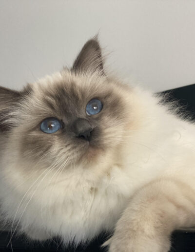 allevamento gatti sacro di birmania gatto birmano nakuru
