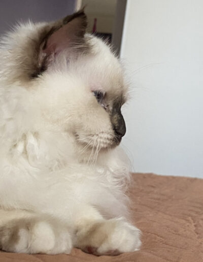 Nakuru cattery allevamento gatti sacro di birmania Myrabirmans Never Enough