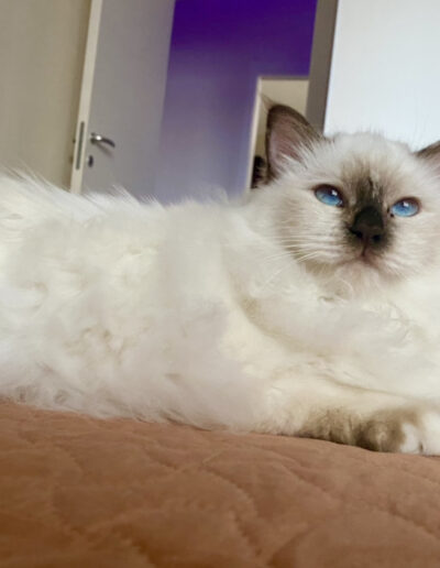 Nakuru cattery allevamento gatti sacro di birmania Myrabirmans Never Enough