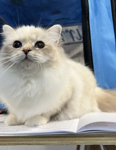 Nakuru cattery allevamento gatti sacro di birmania Gemma