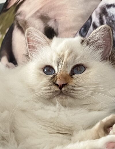 Nakuru cattery allevamento gatti sacro di birmania Giada