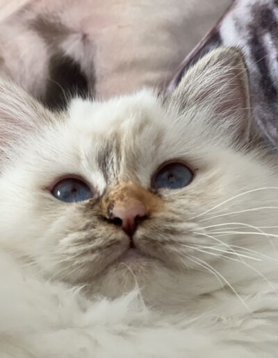 Nakuru cattery allevamento gatti sacro di birmania Giada