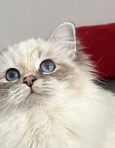 Nakuru cattery allevamento gatti sacro di birmania Gemma