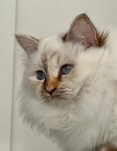 Nakuru cattery allevamento gatti sacro di birmania Giada