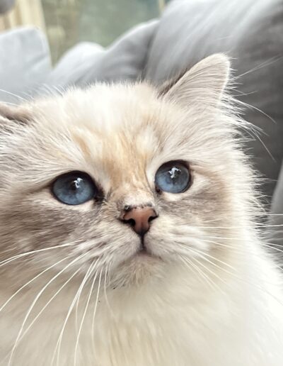 Nakuru cattery allevamento gatti sacro di birmania Gemma