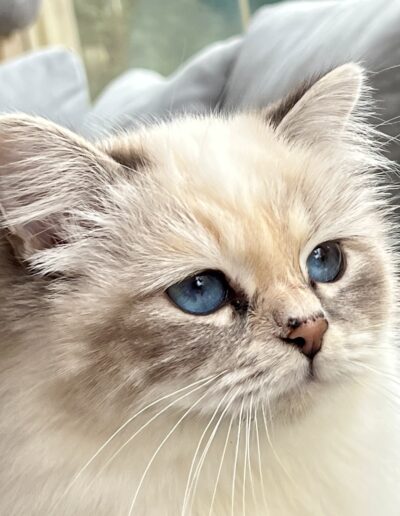 Nakuru cattery allevamento gatti sacro di birmania Gemma